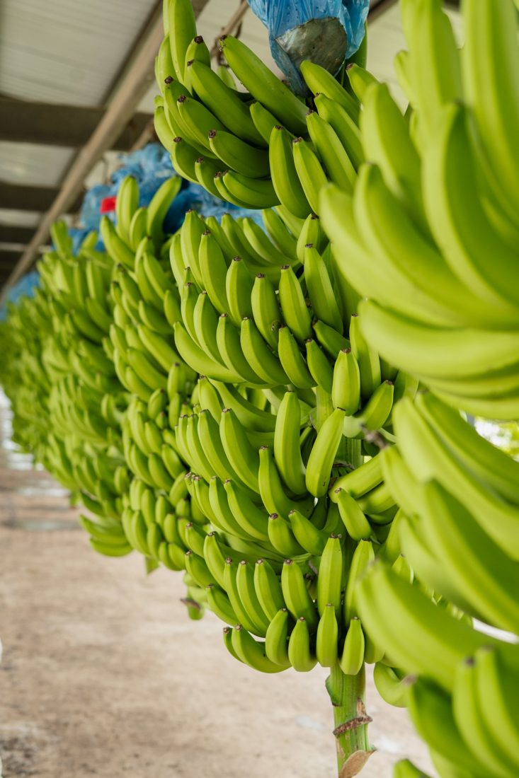 Green Cavendish banana bunches hanging at our packing station