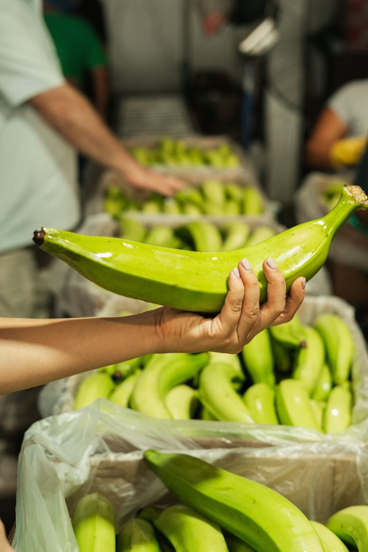 A green plantain held over packed boxes
