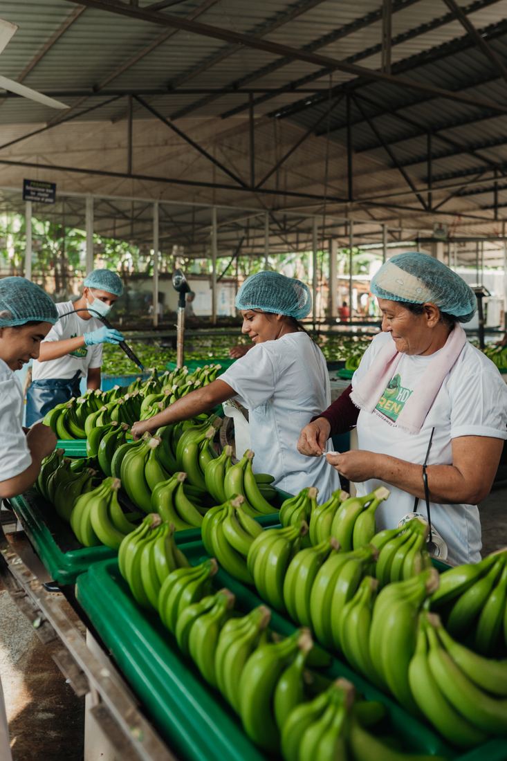Team sorting fruit in trays