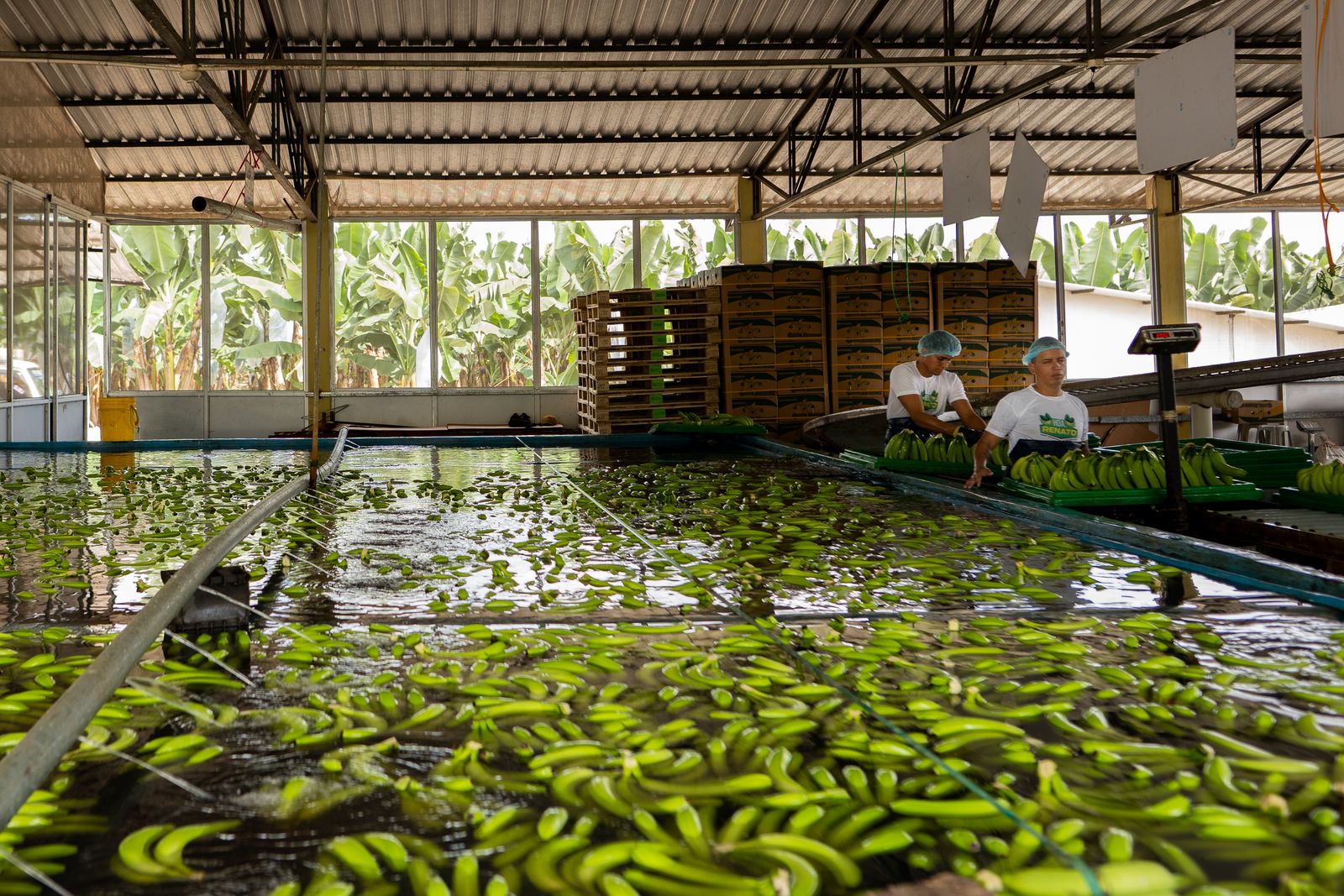 Fresh fruit in the washing tank at our packing station