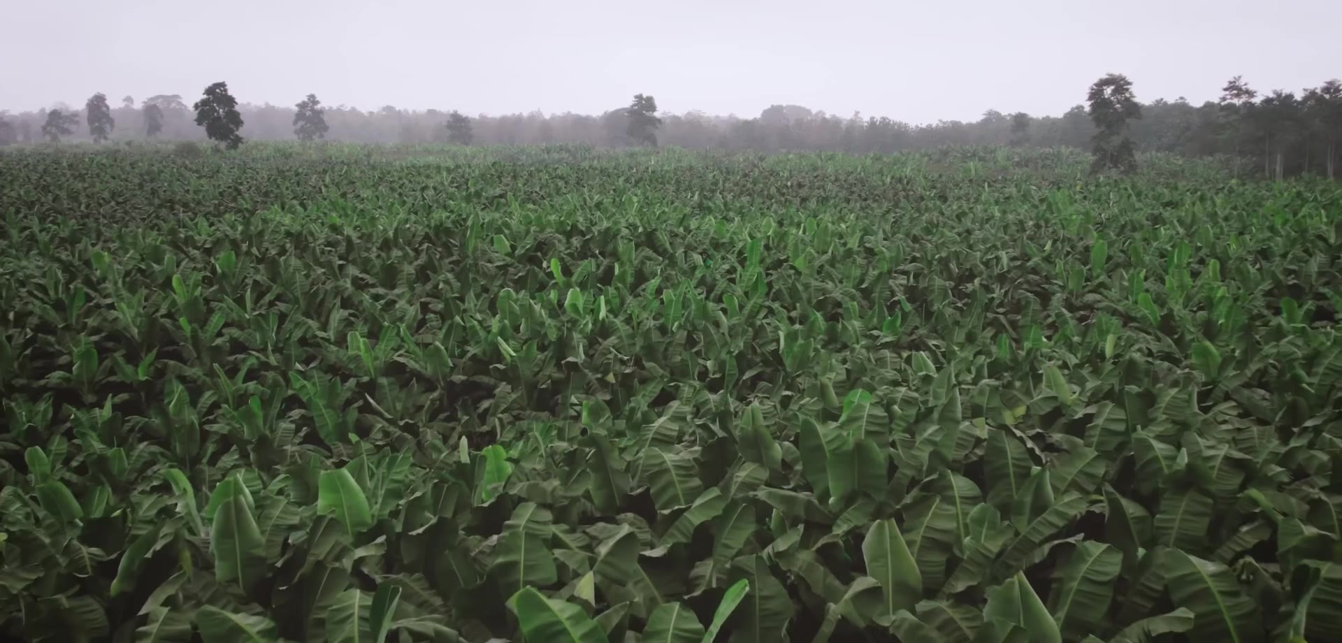 Aerial view of our farm in Ecuador
